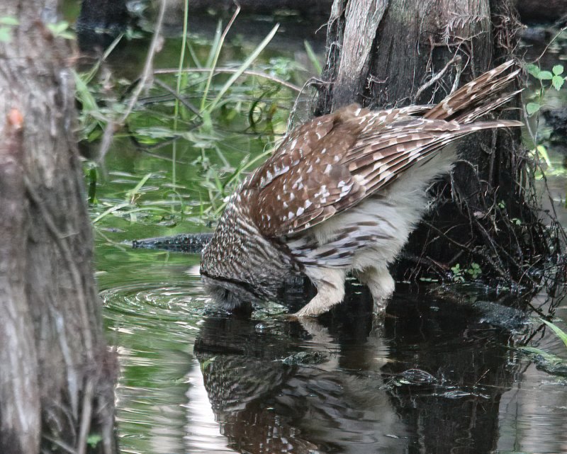 Barred owl