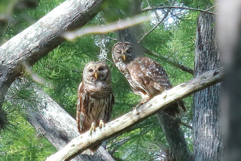 Barred owls