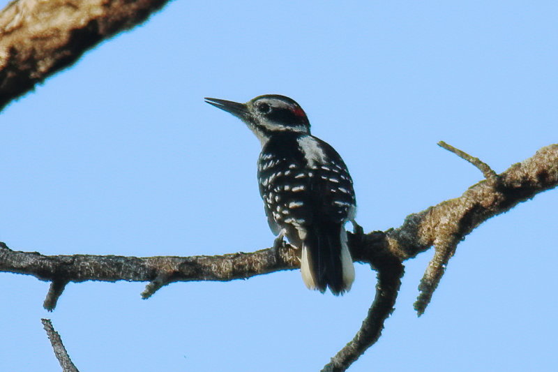 Hairy Woodpecker