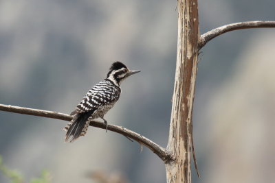 Ladder backed Woodpecker