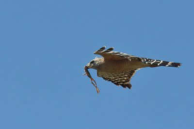 Red Shouldered Hawk with dinner