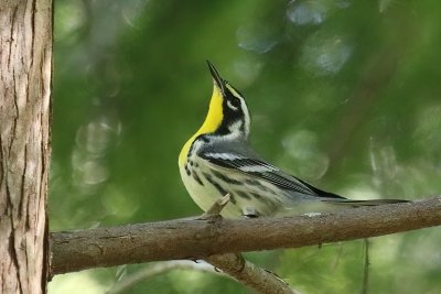 Yellow throated Warbler
