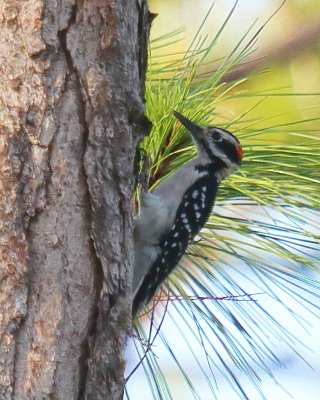 Hairy Woodpecker