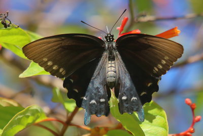 butterflies_moths__caterpillars