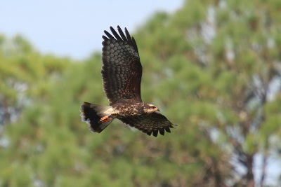 eagles_hawks_ospreys