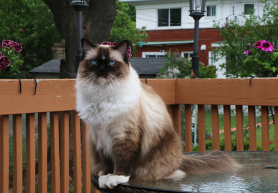 Gipsy 14 Chat Ragdoll