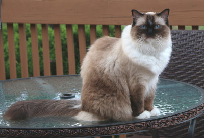 Gipsy 15 Chat Ragdoll