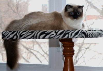 Gipsy 18 Chat Ragdoll
