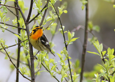 Paruline à gorge orangée ( Blackburnian Warbler )