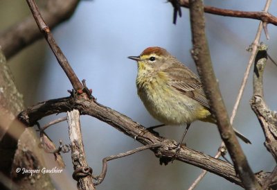 Paruline à couronne rousse ( Palm Warbler )