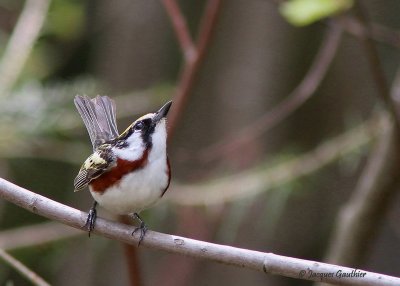 Paruline à flancs marron ( Chestnut-sided Warbler )