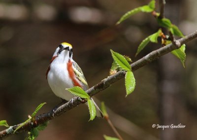 Paruline à flancs marron ( Chestnut-sided Warbler )
