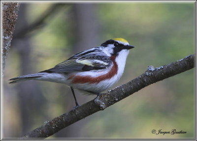 Paruline à flancs marron ( Chestnut-sided Warbler )