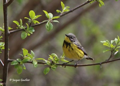 Paruline à tête cendrée ( Magnolia Warbler )
