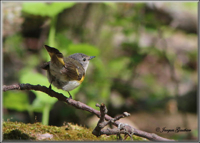 Paruline flamboyante (American Redstart )