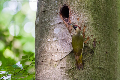 European Green Woodpecker