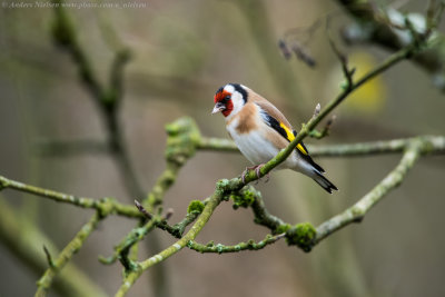 European Goldfinch