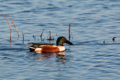Northern Shoveler