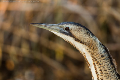 Great Bittern