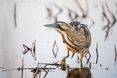 Great Bittern