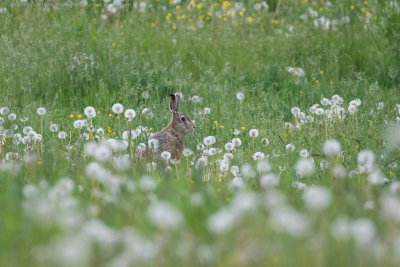 European Brown Hare