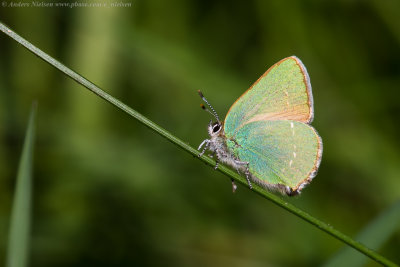 Green Hairstreak