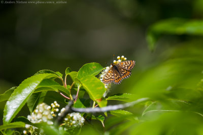Marsh Fritillary