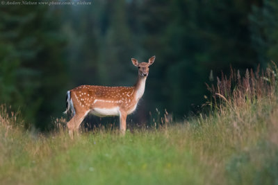 Fallow Deer