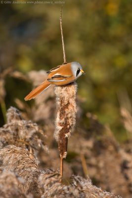 Bearded Reedling