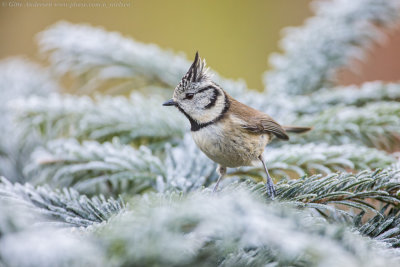 Crested Tit