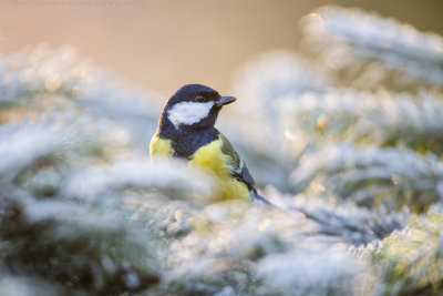 Great Tit