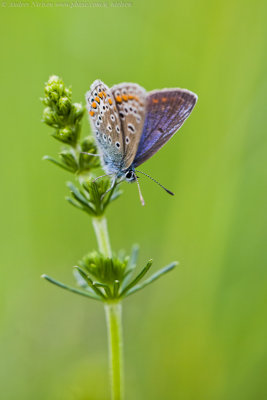 Common Blue