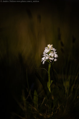 Dactylorhiza majalis ssp. calcifugiens