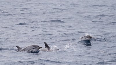 Gestreepte Dolfijn/Stripe Dolphin