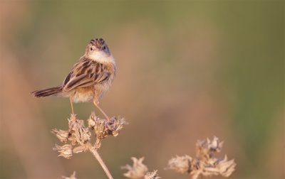 Graszanger/Zitting Cisticola