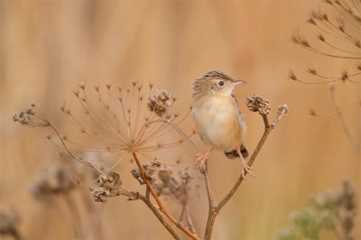 Graszanger/Zitting Cisticola