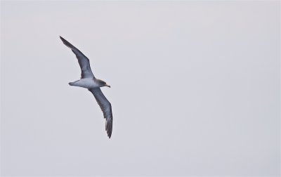 Kuhls Pijlstormvogel/Cory's Shearwater registratieplaatje/record shot