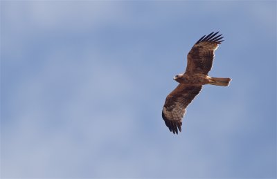 Dwergarend/Booted Eagle