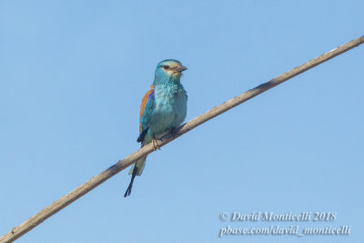 Abyssinian Roller (Coracias abyssinicus), Nouadhibou (Mauritania)