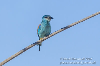 Abyssinian Roller (Coracias abyssinicus), Nouadhibou (Mauritania)