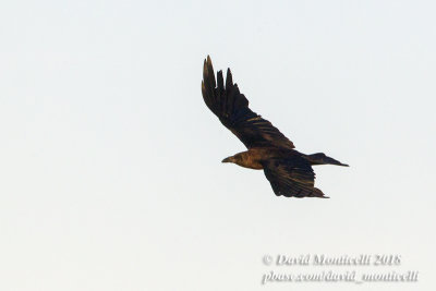 Brown-necked Raven (Corvus ruficollis), south of Choum (Mauritania)