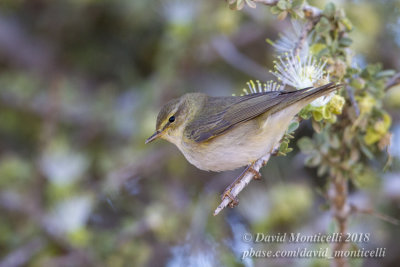 Willow Warbler (Phylloscopus trochilus), south of Choum (Mauritania)