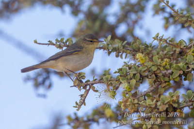 Willow Warbler (Phylloscopus trochilus), south of Choum (Mauritania)