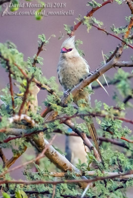 Blue-naped Mousebird (Urocolius macrourus), Oasis Toujounine, south of Choum (Mauritania)