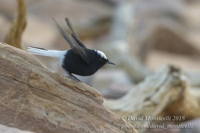 White-crowned Wheatear (Oenanthe leucopyga), Oasis Toujounine, south of Choum (Mauritania)