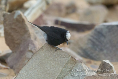 White-crowned Wheatear (Oenanthe leucopyga), Oasis Toujounine, south of Choum (Mauritania)