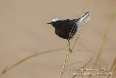 White-crowned Wheatear (Oenanthe leucopyga), Oasis Toujounine, south of Choum (Mauritania)
