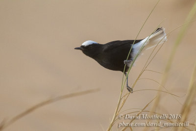 White-crowned Wheatear (Oenanthe leucopyga), Oasis Toujounine, south of Choum (Mauritania)