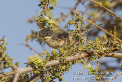 Western Orphean Warbler (Sylvia hortensis), Oasis Toujounine, south of Choum (Mauritania)