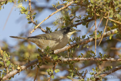 Western Orphean Warbler (Sylvia hortensis), Oasis Toujounine, south of Choum (Mauritania)